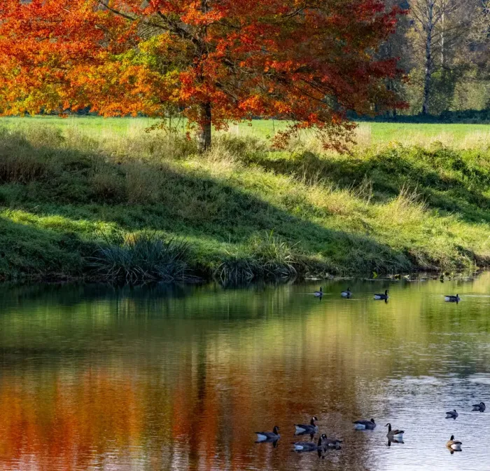 Framed Print : USA, Washington State, Fall City, Snoqualmie River and fall colored maple tree in reflection and Canada Geese
