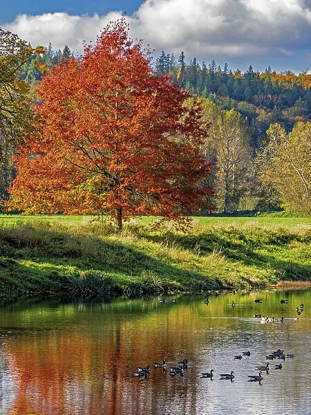 USA, Washington State, Fall City, Snoqualmie River and fall colored maple tree in reflection and Canada Geese