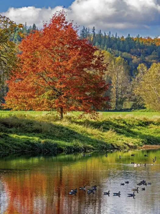 Framed Print : USA, Washington State, Fall City, Snoqualmie River and fall colored maple tree in reflection and Canada Geese Framed Print : USA, Washington State, Fall City, Snoqualmie River and fall colored maple tree in reflection and Canada Geese