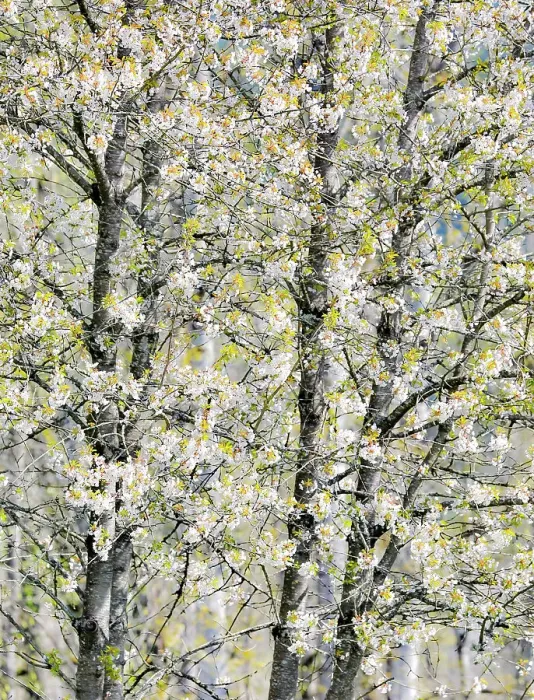 Framed Print : USA, Washington State, Fall City. Tree trunks of wild cherry trees spring bloom Framed Print : USA, Washington State, Fall City. Tree trunks of wild cherry trees spring bloom