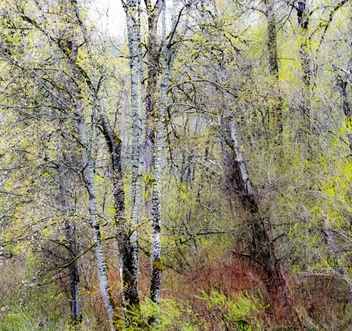 Framed Print : USA, Washington State, Fall City Cottonwoods just budding out in the spring along the Snoqualmie River