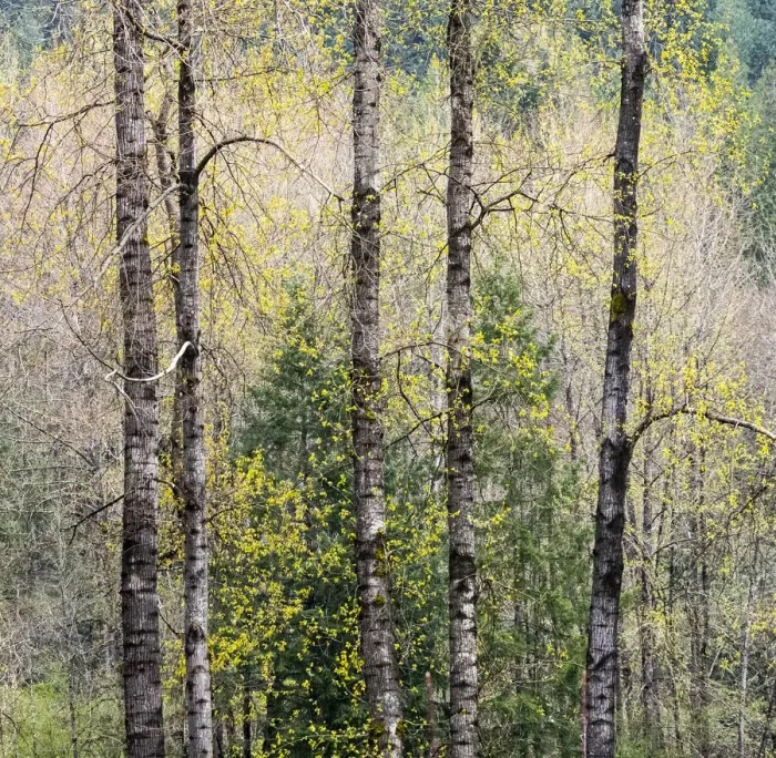 Framed Print : USA, Washington State, Fall City Cottonwoods just budding out in the spring along the Snoqualmie River