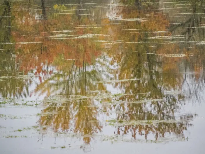 Framed Print : USA, Washington State, Fall City and fall colored trees in reflection Snoqualmie River Framed Print : USA, Washington State, Fall City and fall colored trees in reflection Snoqualmie River