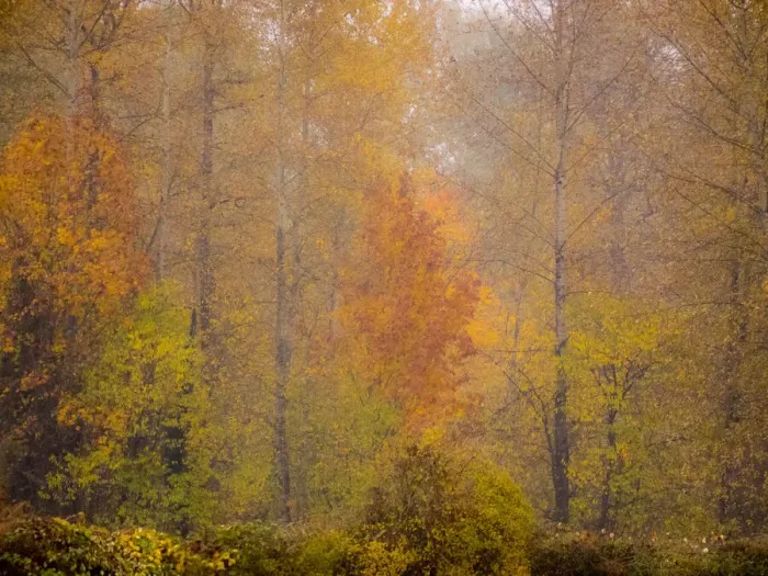 Framed Print : USA, Washington State, Fall City and fall colors in yellows and golds