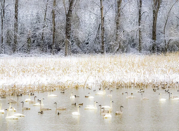 USA, Washington State, Fall City flooded pond with winters fresh snow