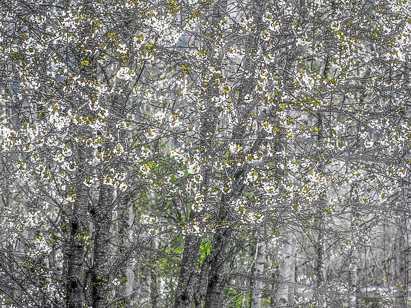 USA, Washington State, Fall City wild cherry springtime blooming