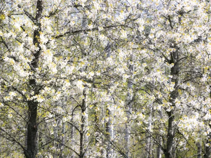 Framed Print : USA, Washington State, Fall City wild cherry springtime blooming Framed Print : USA, Washington State, Fall City wild cherry springtime blooming