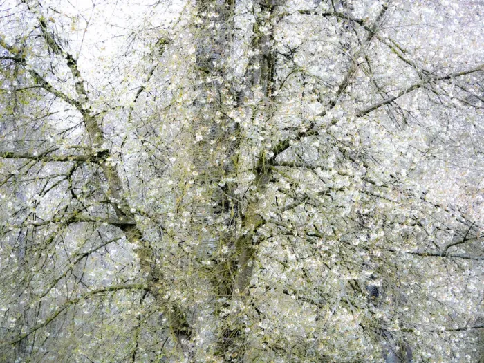 Framed Print : USA, Washington State, Fall City wild cherry springtime blooming