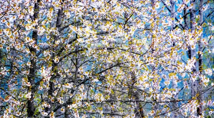 Framed Print : USA, Washington State, Fall City wild cherry springtime blooming