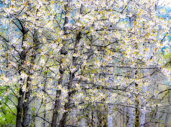 Framed Print : USA, Washington State, Fall City wild cherry springtime blooming Framed Print : USA, Washington State, Fall City wild cherry springtime blooming