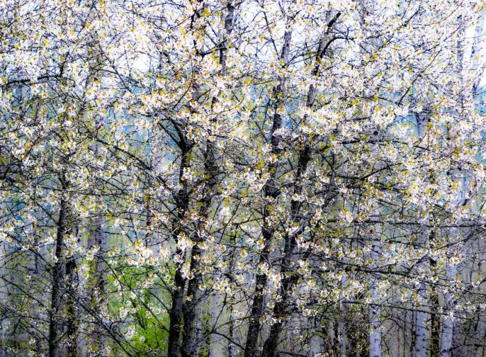 Framed Print : USA, Washington State, Fall City wild cherry springtime blooming Framed Print : USA, Washington State, Fall City wild cherry springtime blooming