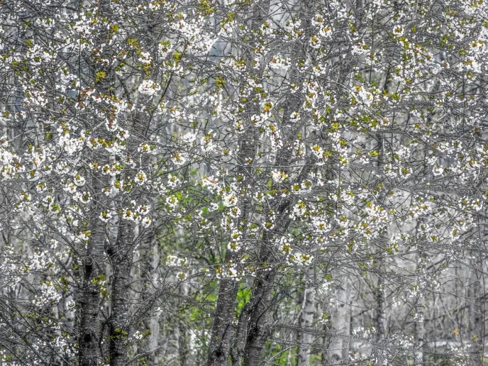 Framed Print : USA, Washington State, Fall City wild cherry springtime blooming Framed Print : USA, Washington State, Fall City wild cherry springtime blooming