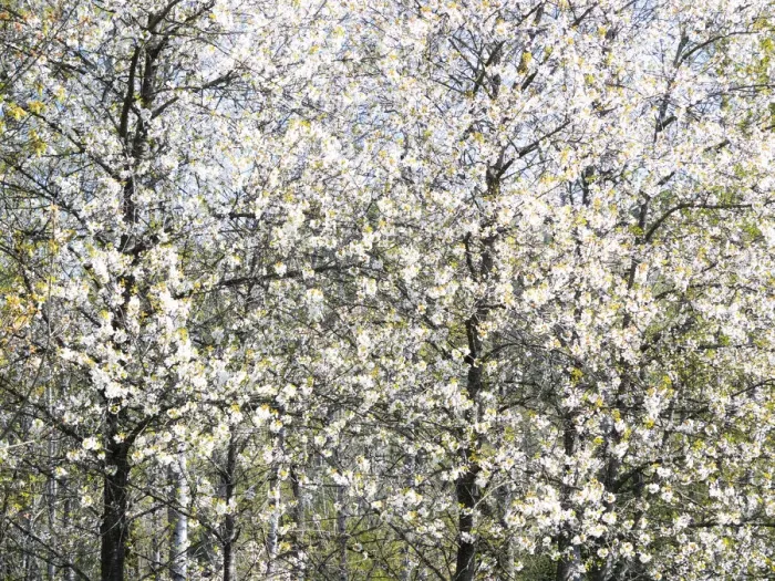 Framed Print : USA, Washington State, Fall City wild cherry springtime blooming