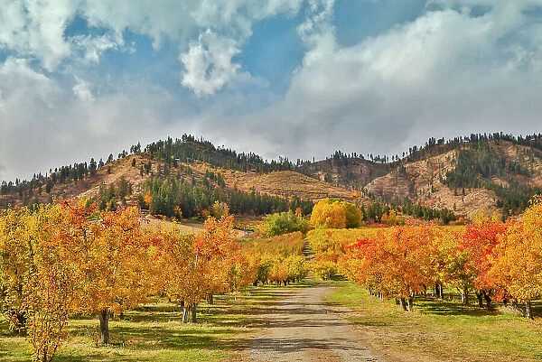 USA, Washington State. fall colored apple orchard near Peshastin