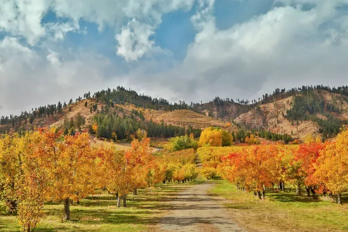 Framed Print : USA, Washington State. fall colored apple orchard near Peshastin Framed Print : USA, Washington State. fall colored apple orchard near Peshastin