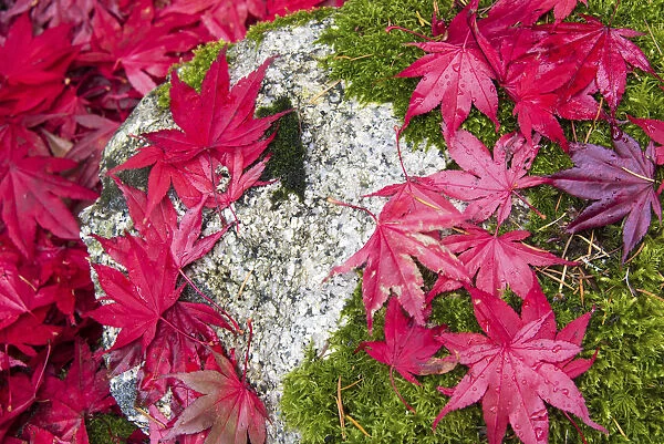 USA, Washington State. Fallen autumn Japanese maple leaves contrast to rock and moss