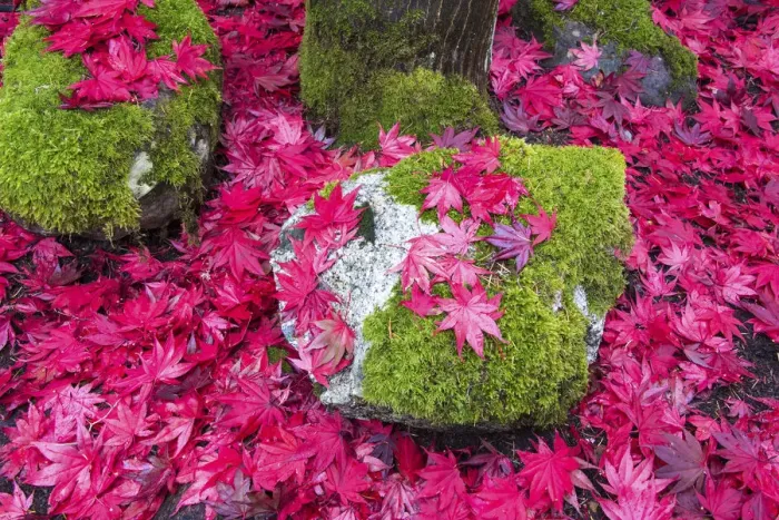 Framed Print : USA, Washington State. Fallen autumn Japanese maple leaves contrast to rock and moss Framed Print : USA, Washington State. Fallen autumn Japanese maple leaves contrast to rock and moss