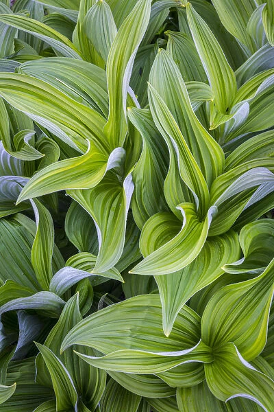 USA. Washington State. False Hellebore (Veratrum viride) leaves form a swirling pattern