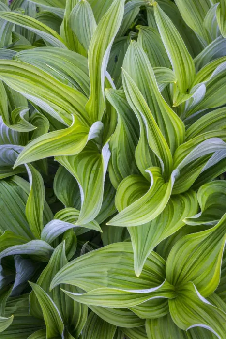 Framed Print : USA. Washington State. False Hellebore (Veratrum viride) leaves form a swirling pattern Framed Print : USA. Washington State. False Hellebore (Veratrum viride) leaves form a swirling pattern