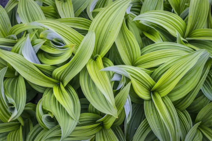 Framed Print : USA. Washington State. False Hellebore (Veratrum viride) leaves form a swirling pattern Framed Print : USA. Washington State. False Hellebore (Veratrum viride) leaves form a swirling pattern
