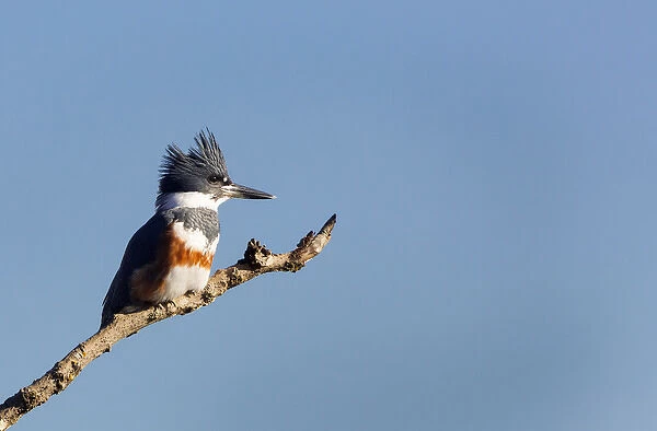 USA, Washington State. Female Belted Kingfisher (Megaceryle alcyon) on a perch