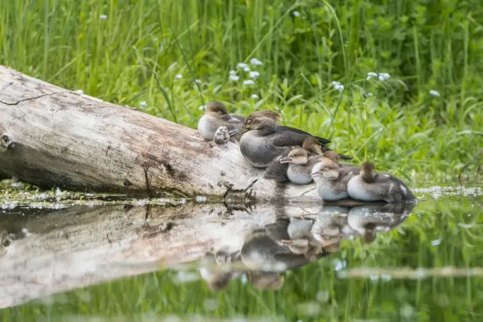 Framed Print : USA, Washington State. Female Hooded Merganser (Lophodytes cucullatus) on a log with