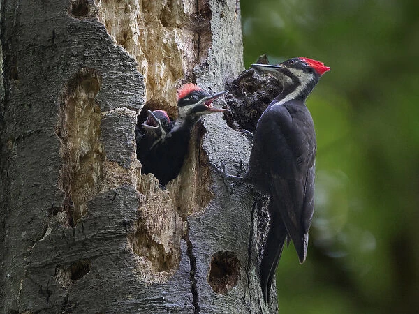 USA, Washington State. Female Pileated Woodpecker (Dryocopus pileatus) aside nest