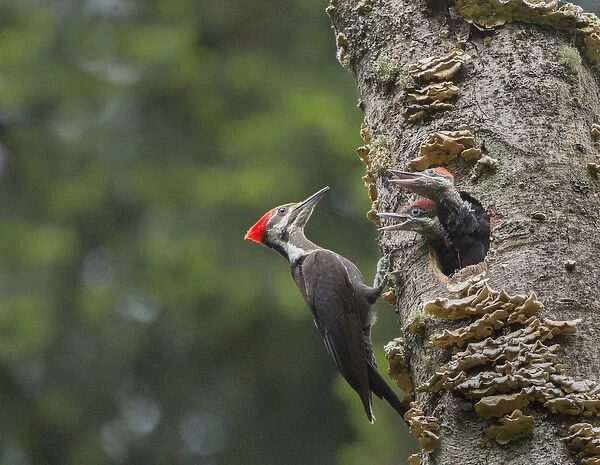 USA, Washington State. Female Pileated Woodpecker (Dryocopus pileatus) at nest in snag