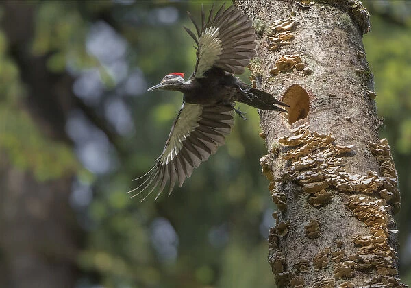 USA, Washington State. Female Pileated Woodpecker (Dryocopus pileatus) flies