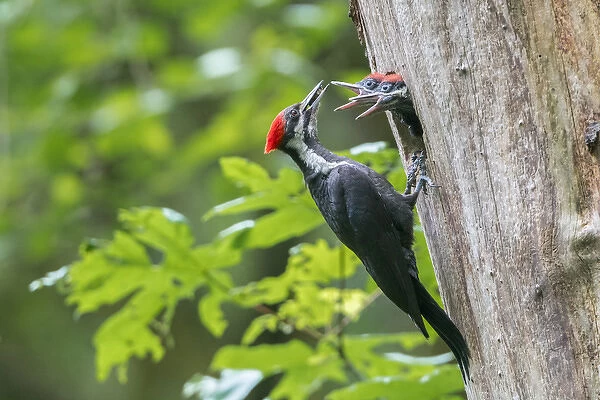 USA. Washington State. Female Pileated Woodpecker (Dryocopus pileatus) feeds begging
