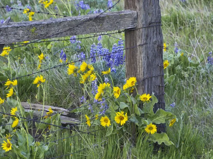 Framed Print : USA, Washington State. Fence line with spring wildflowers Framed Print : USA, Washington State. Fence line with spring wildflowers
