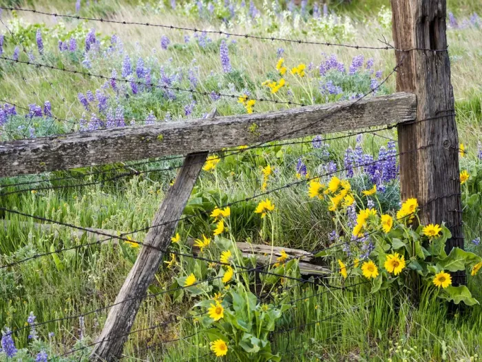 Framed Print : USA, Washington State. Fence line with spring wildflowers Framed Print : USA, Washington State. Fence line with spring wildflowers