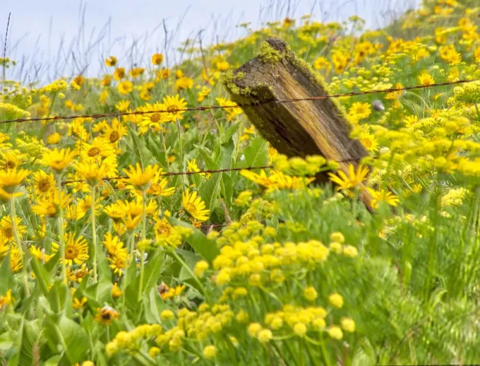 Framed Print : USA, Washington State. Fence line and wildflowers Framed Print : USA, Washington State. Fence line and wildflowers