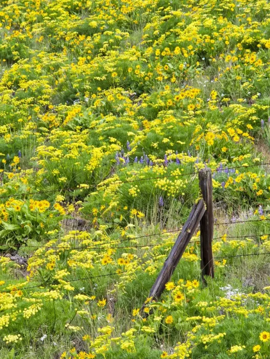 Framed Print : USA, Washington State. Fence line and wildflowers Framed Print : USA, Washington State. Fence line and wildflowers