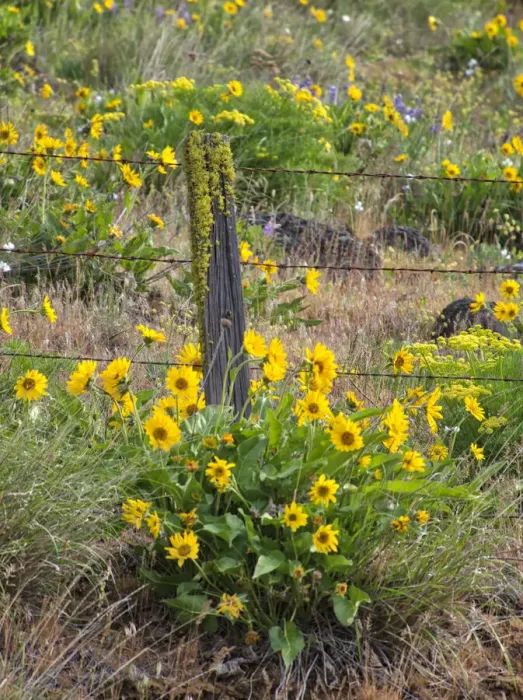 Framed Print : USA, Washington State. Fence line and wildflowers Framed Print : USA, Washington State. Fence line and wildflowers