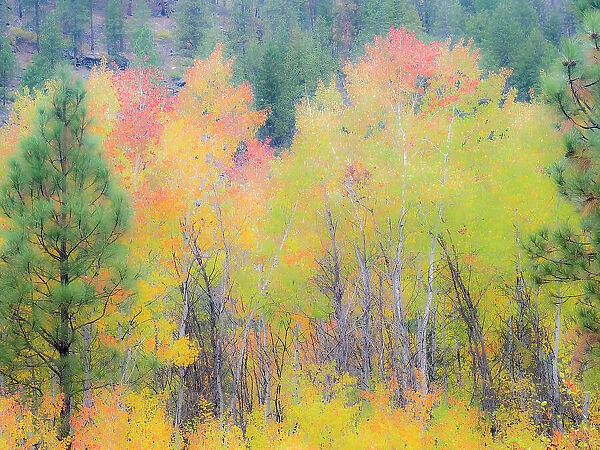 USA, Washington State, Ferry County. Aspen trees in the fall