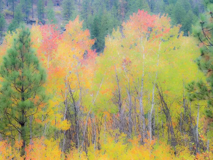 Framed Print : USA, Washington State, Ferry County. Aspen trees in the fall Framed Print : USA, Washington State, Ferry County. Aspen trees in the fall