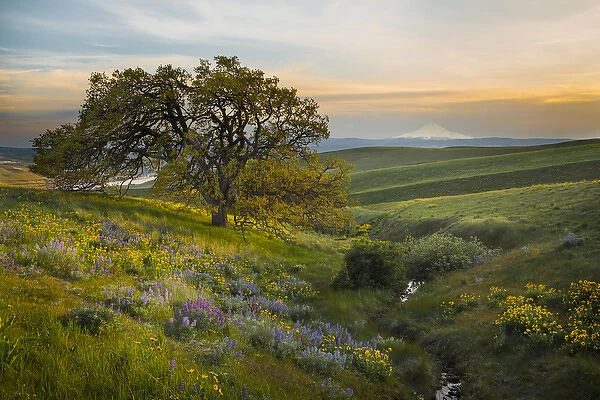 USA, Washington State, Field of Arrowleaf Balsamroot, Lupine and an oak tree at