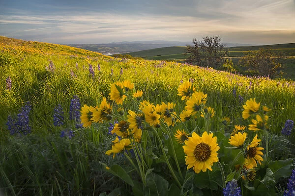 USA, Washington State, Field of Arrowleaf Balsamroot and Lupine wildflowers at Columbia