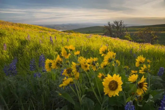 Framed Print : USA, Washington State, Field of Arrowleaf Balsamroot and Lupine wildflowers at Columbia Framed Print : USA, Washington State, Field of Arrowleaf Balsamroot and Lupine wildflowers at Columbia