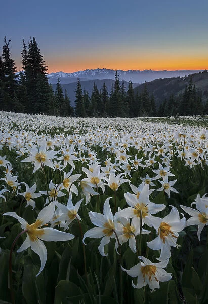 USA, Washington State. Field of Avalanche Lily (Erythronium montanum) in subalpine