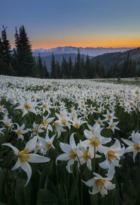 Framed Print : USA, Washington State. Field of Avalanche Lily (Erythronium montanum) in subalpine Framed Print : USA, Washington State. Field of Avalanche Lily (Erythronium montanum) in subalpine