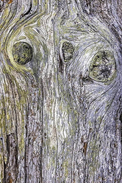 USA, Washington State, Fort Flagler State Park. Weathered driftwood close-up