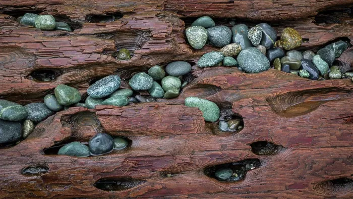 Framed Print : USA, Washington State, Fort Flagler State Park. Close-up of beach rocks and driftwood. ©Don Paulson / Jaynes Gallery / DanitaDelimont.com Framed Print : USA, Washington State, Fort Flagler State Park. Close-up of beach rocks and driftwood. ©Don Paulson / Jaynes Gallery / DanitaDelimont.com