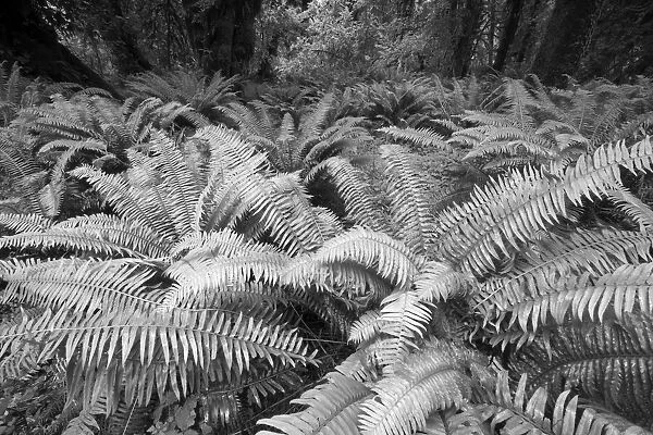 Usa, Washington State. Giant ferns carpet the ground in the Hoh Rainforest, Olympic National Park