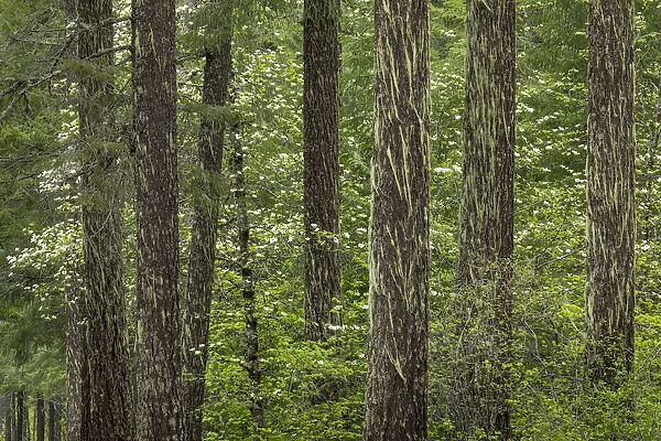 USA, Washington State, Gifford Pinchot National Forest. Douglas fir and Pacific dogwood