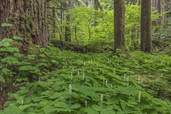 USA, Washington State, Gifford Pinchot National Forest. Vanilla leaf amid forest trees