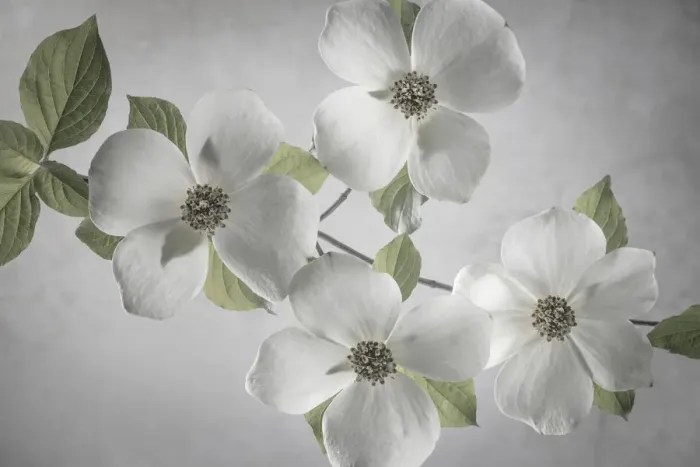 Framed Print : USA, Washington State, Gifford Pinchot National Forest. Pacific dogwood limbs and flowers