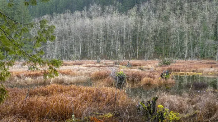 Framed Print : USA, Washington State, Gold Creek Beaver Pond. Winter panoramic of marsh and forest Framed Print : USA, Washington State, Gold Creek Beaver Pond. Winter panoramic of marsh and forest