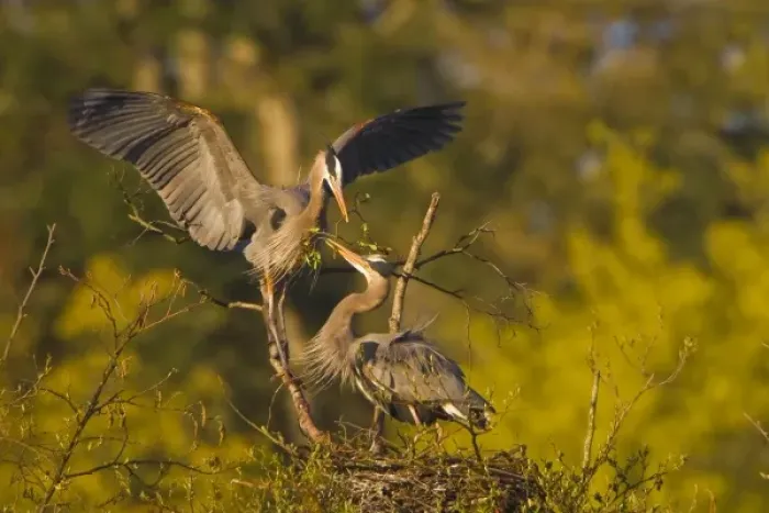 Framed Print : USA, Washington State, Great Blue Heron, male, female, nest, nest building, stick exchange